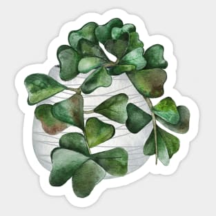 Hoya Manipurensis Sticker